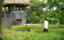 Rice Field View